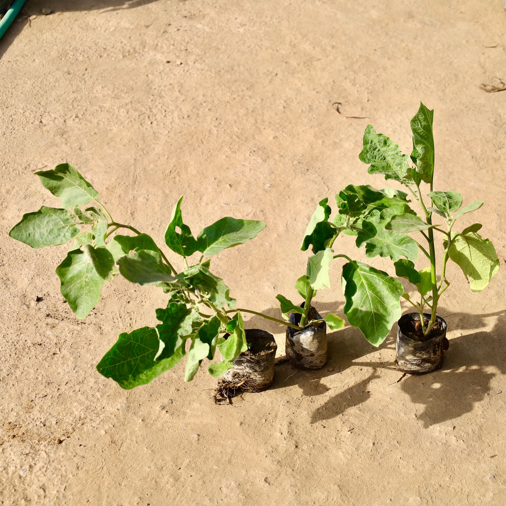 Set of 2 - Brinjal / Baigan Plant in 4 inch Nursery Bag
