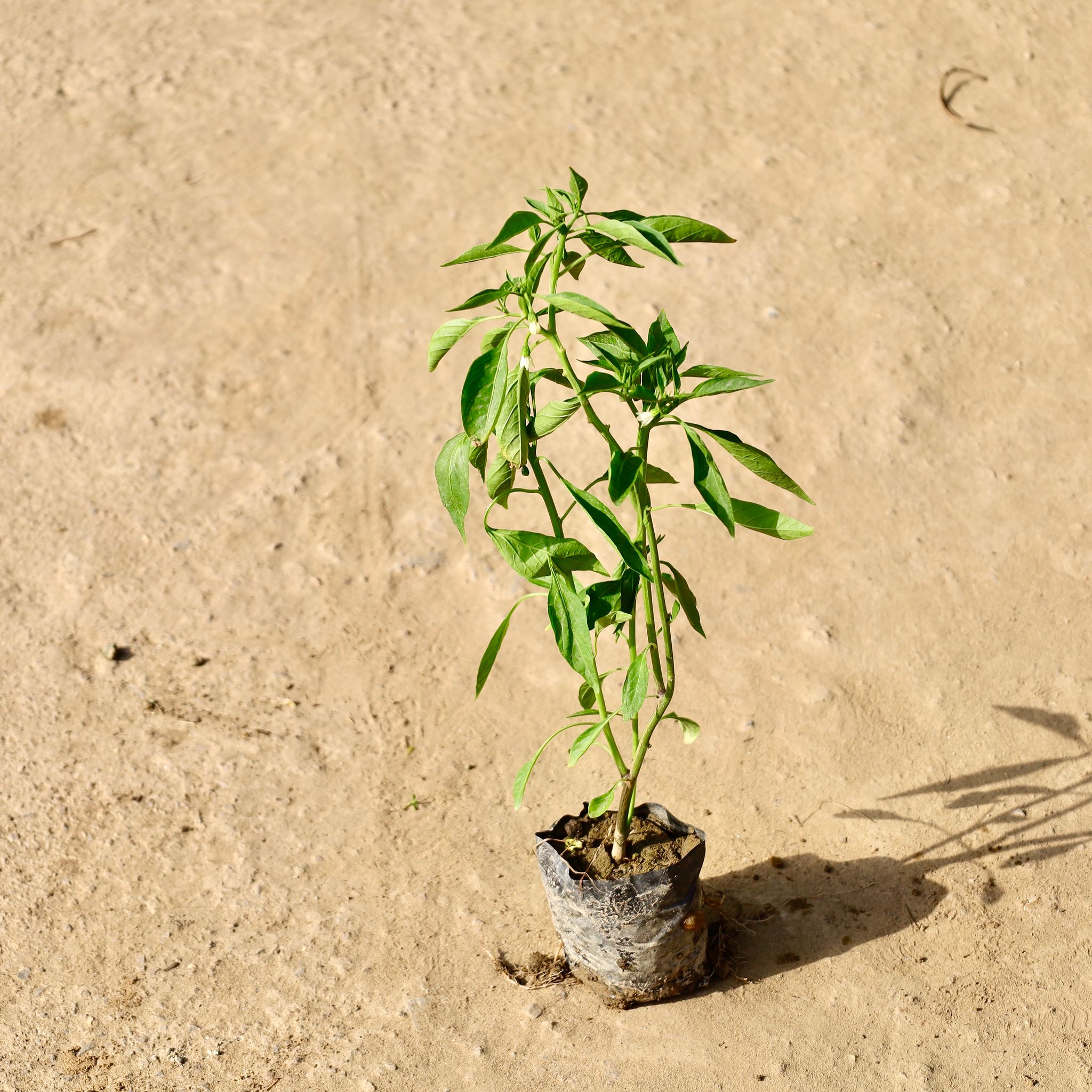 Green Chilli Plant� in 4 inch Nursery Bag