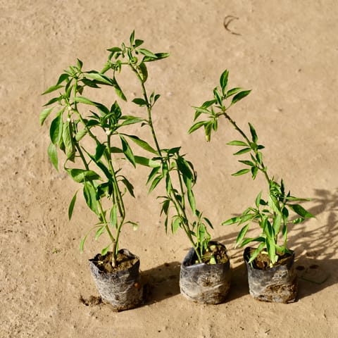 Set of 3 - Green Chilli Plant in 4 inch Nursery Bag