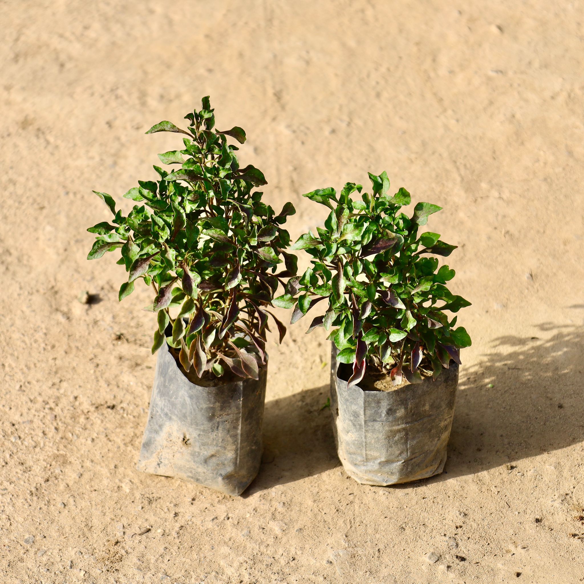 Set of 2 - Alternanthera in 4 inch Nursery Bag