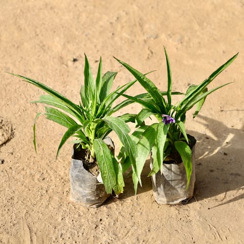 Set of 2 - Ruellia Mexican Petunia in 4 Inch Live Fresh Plant Nursery Bag in Mumbai Powai