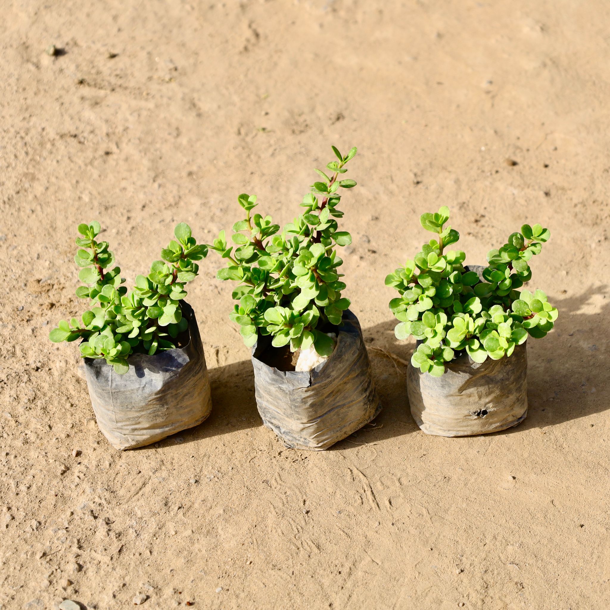 Set of 3 - Jade Plant in 4 inch Nursery Bag