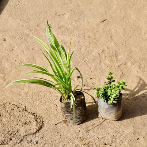Set of 2 - Spider Plant & Jade Plant in 4 Inch Live Fresh Plant Nursery Bag in Dlf Phase 1