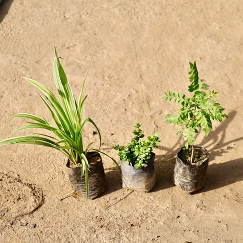 Set of 3 - Spider Plant, Jade Plant & Curry Patta in 4 Inch Live Fresh Plant Nursery Bag in Sector 4