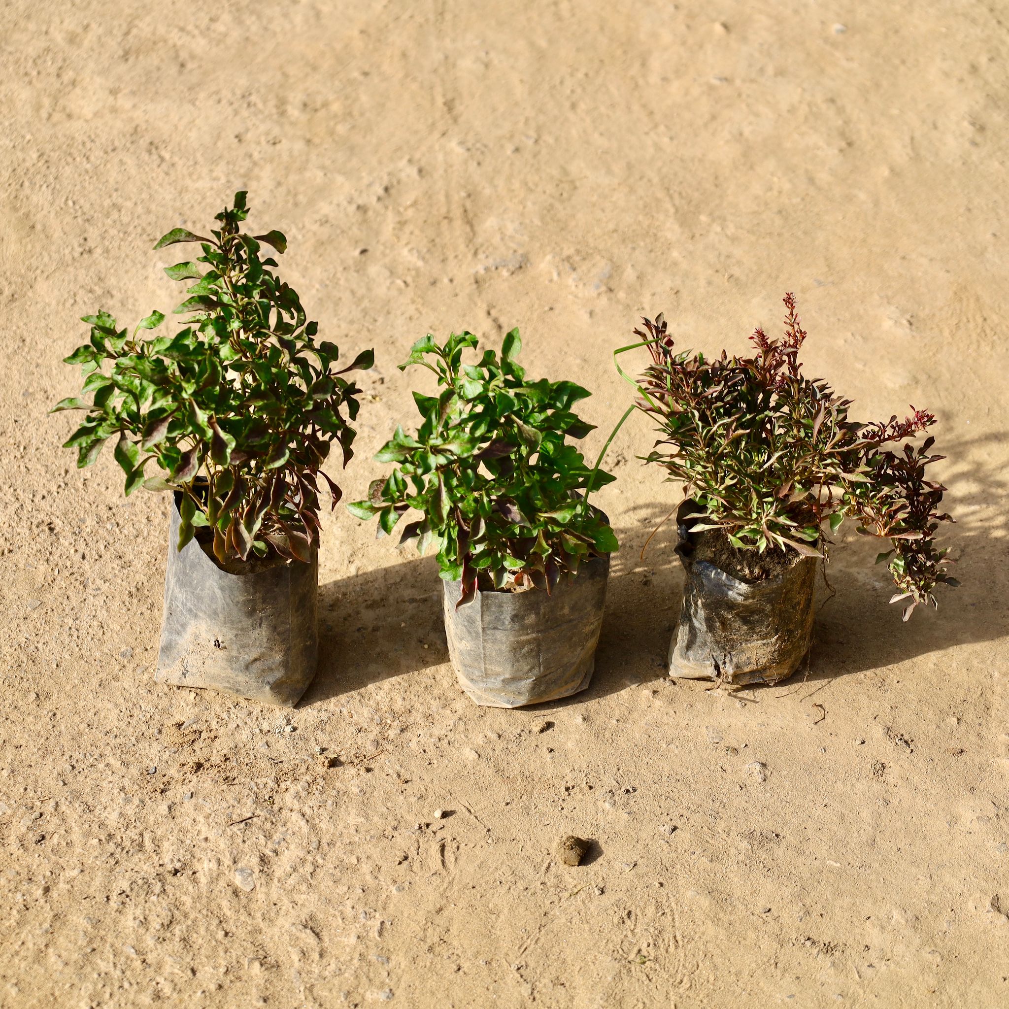 Set of 3 - Alternanthera in 4 inch Nursery Bag