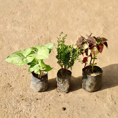 Set of 3 - Syngonium, Cuphea & Alternanthera in 4 Inch Live Fresh Plant Nursery Bag in Sector 9