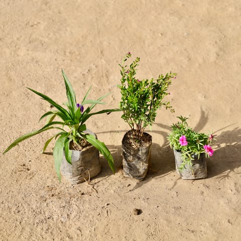 Set of 3 - Rumelia, Cuphea & Portulacas Moss Rose in 4 Inch Live Fresh Plant Nursery Bag in Sector 9