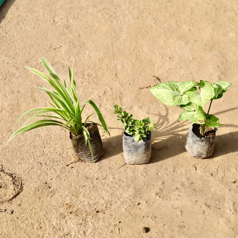 Set of 3- Spider, Jade & Syngonium in 4 Inch Live Fresh Plant Nursery Bag in Sector 67