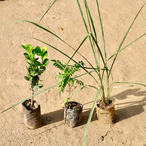 Set of 3 - Ficus Moclaim, Curry Patta & Lemon Grass in 4 Inch Live Fresh Plant Nursery Bag in Sector 4