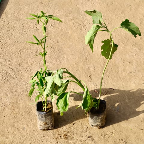 Set of 2 - Green Chilli Plant & Bringal in 4 Inch Live Fresh Plant Nursery Bag in Sector 61