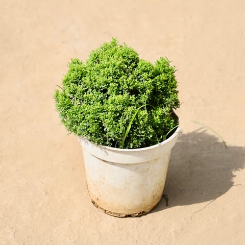 Table Kamini in 5 Inch Live Fresh Plant White Nursery Pot in Model Town