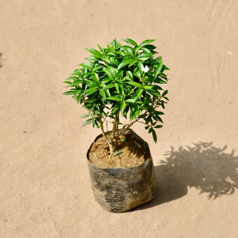 Chandni Dwarf? in 8 Inch Live Fresh Plant Nursery Bag in Sector 20