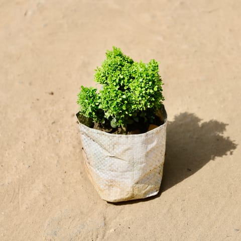 Table Kamini in 4 Inch Live Fresh Plant Nursery bag in Malviya Nagar