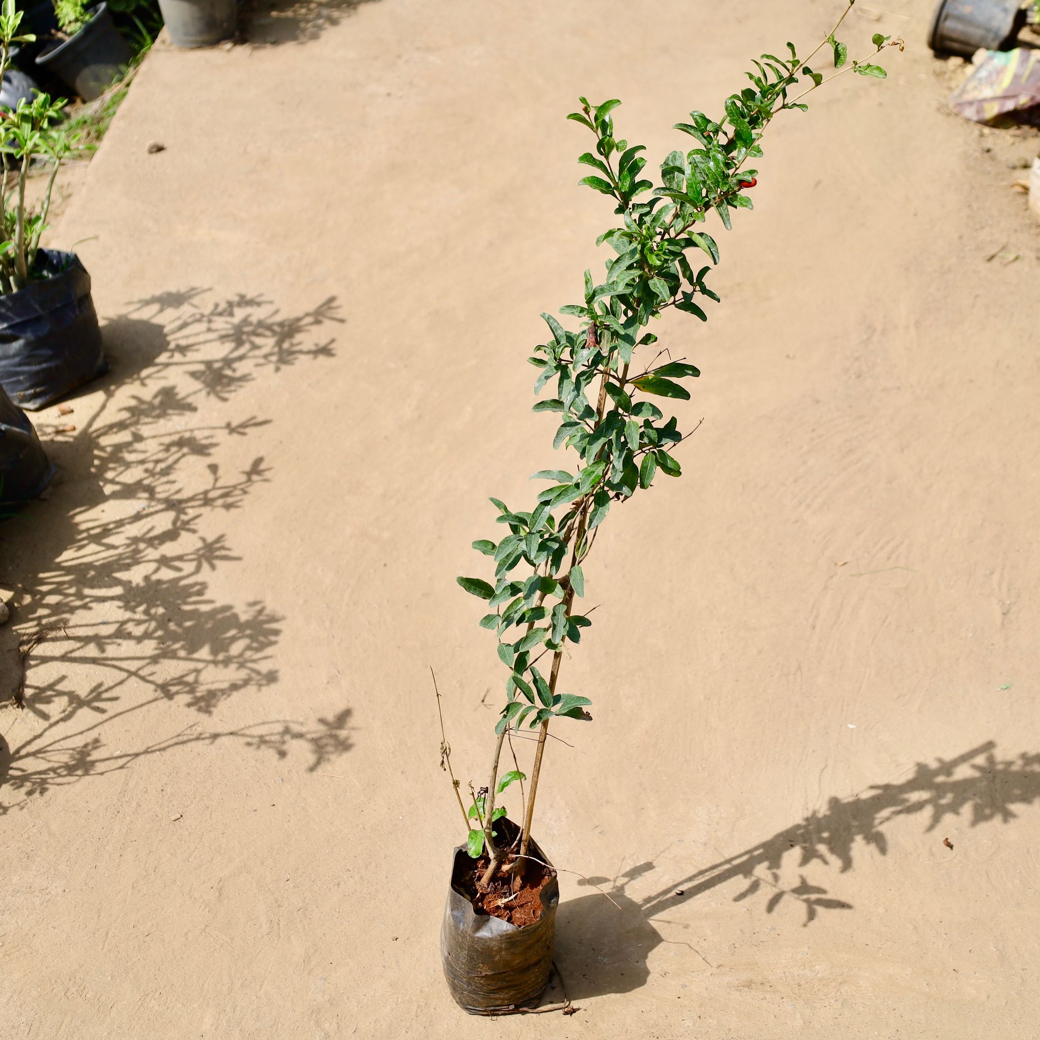 Anar Plant in 8 inch Nursery Bag