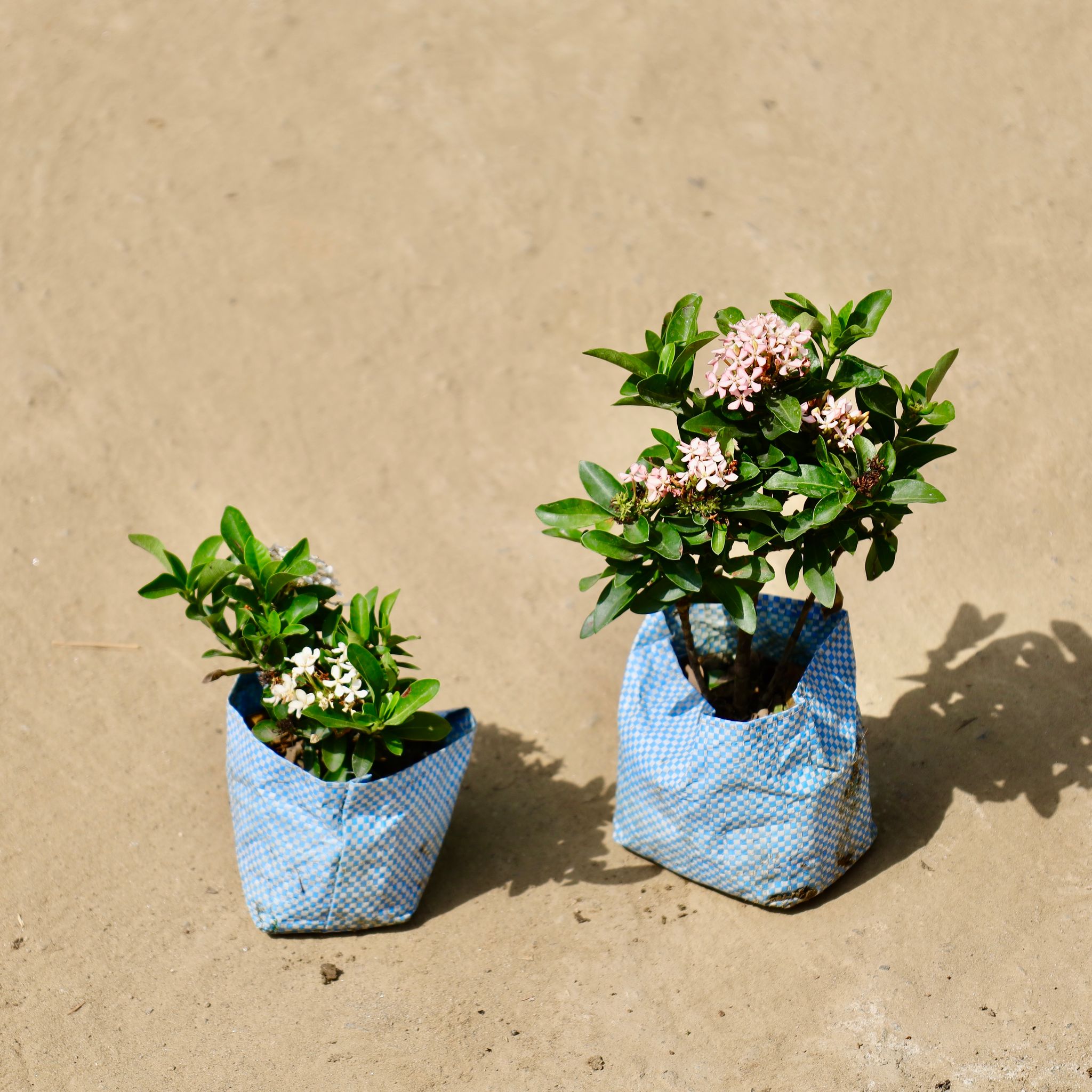 Set of 2 - Ixora in 4 inch Nursery Bag