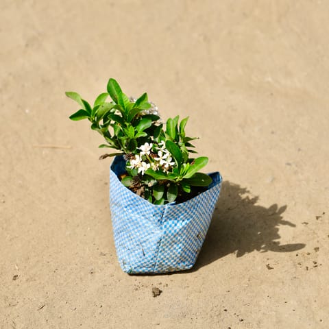 Ixora white in 4 inch Nursery Bag