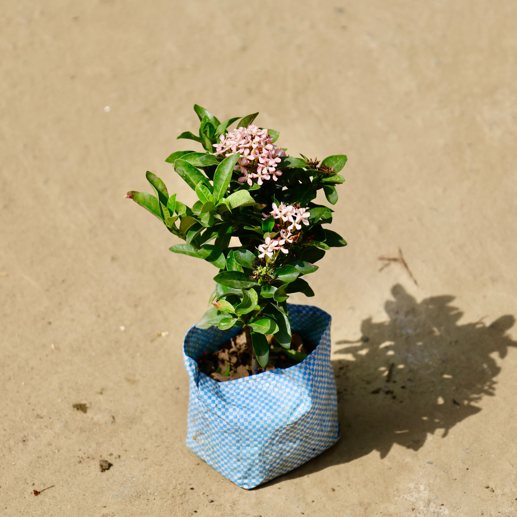 Ixora Pink in 4 inch Nursery Bag