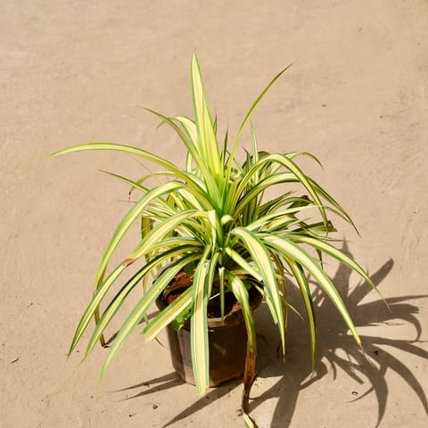 Pandanus / Screwpine in 8 Inch Live Fresh Plant Black Nursery Pot in Vidyavihar