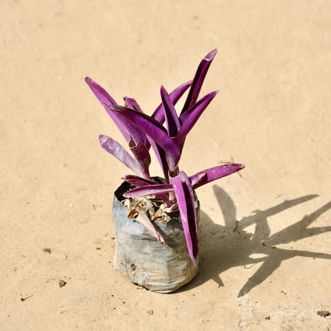 Purple Heart in 4 Inch Live Fresh Plant Nursery Bag in Sector 93