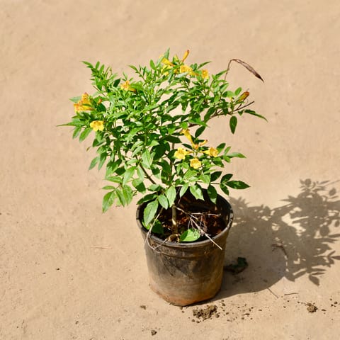 Tecoma Gori Chori in 6 Inch Live Fresh Plant Black Nursery Pot in Vidyavihar