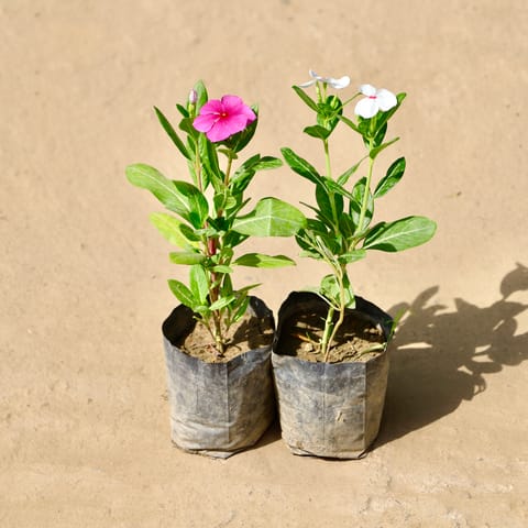 Periwinkle / Vinca / Sadabahar Desi (Pink) in 4 Inch Live Fresh Plant Nursey bag in Sector 6