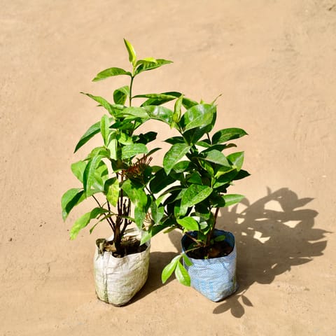 Set of 2 - Hibicus in 8 Inch Live Fresh Plant Nursery Bag in Sector 150