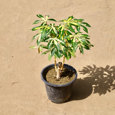 Tapioca / Cassava in 8 inch Nursery Pot
