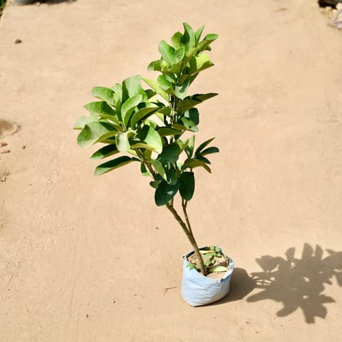 Amrud / Guava in 8 inch Nursery bag