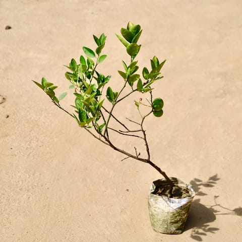 Nimbu / Lemon in 8 inch nursery bag