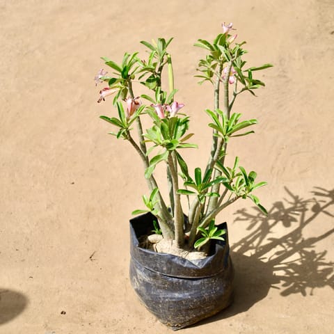 Adenium Pink in 12 Inch Live Fresh Plant Nursery bag in Mayur Vihar Phase 2
