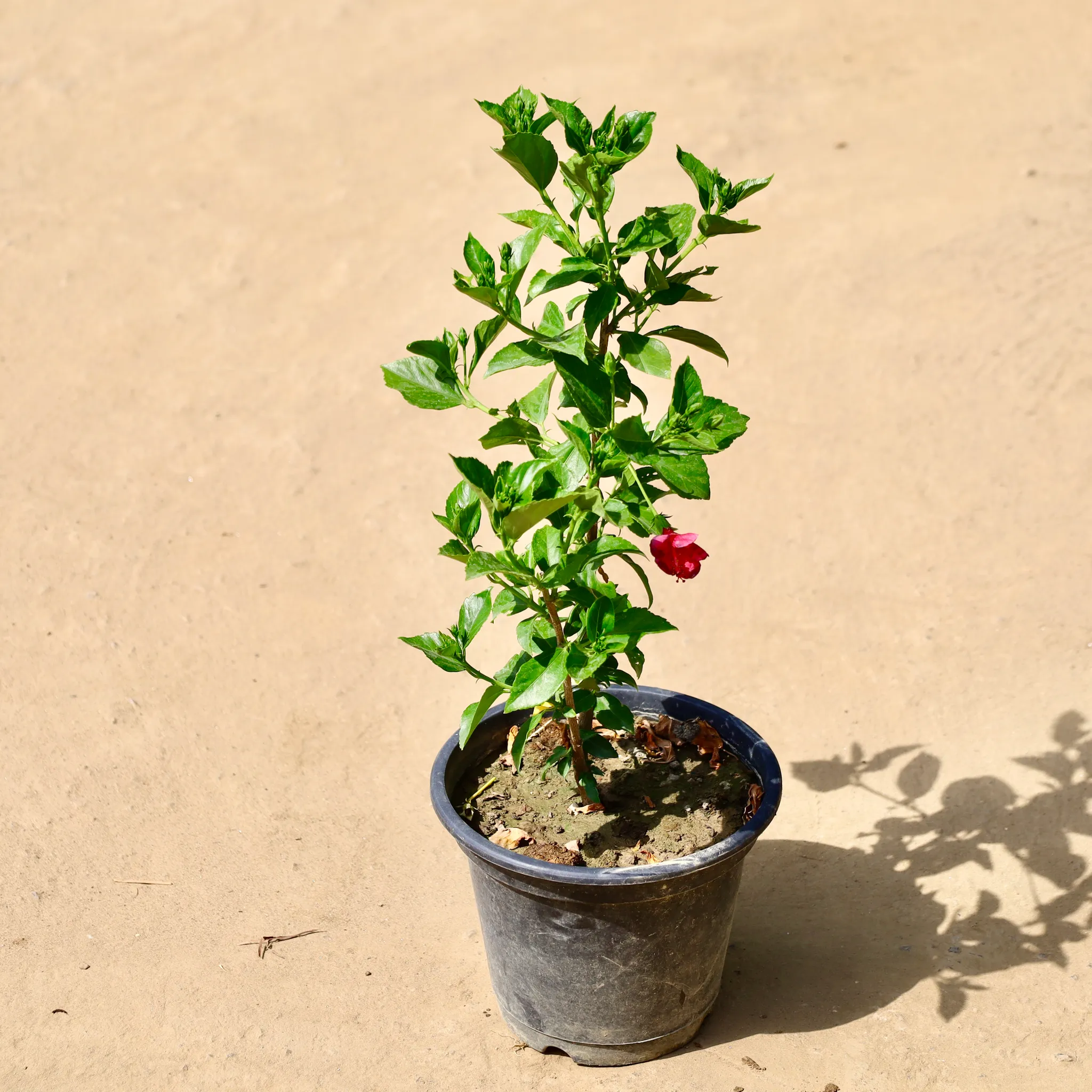 Hibiscus in 8 inch Nursery pot