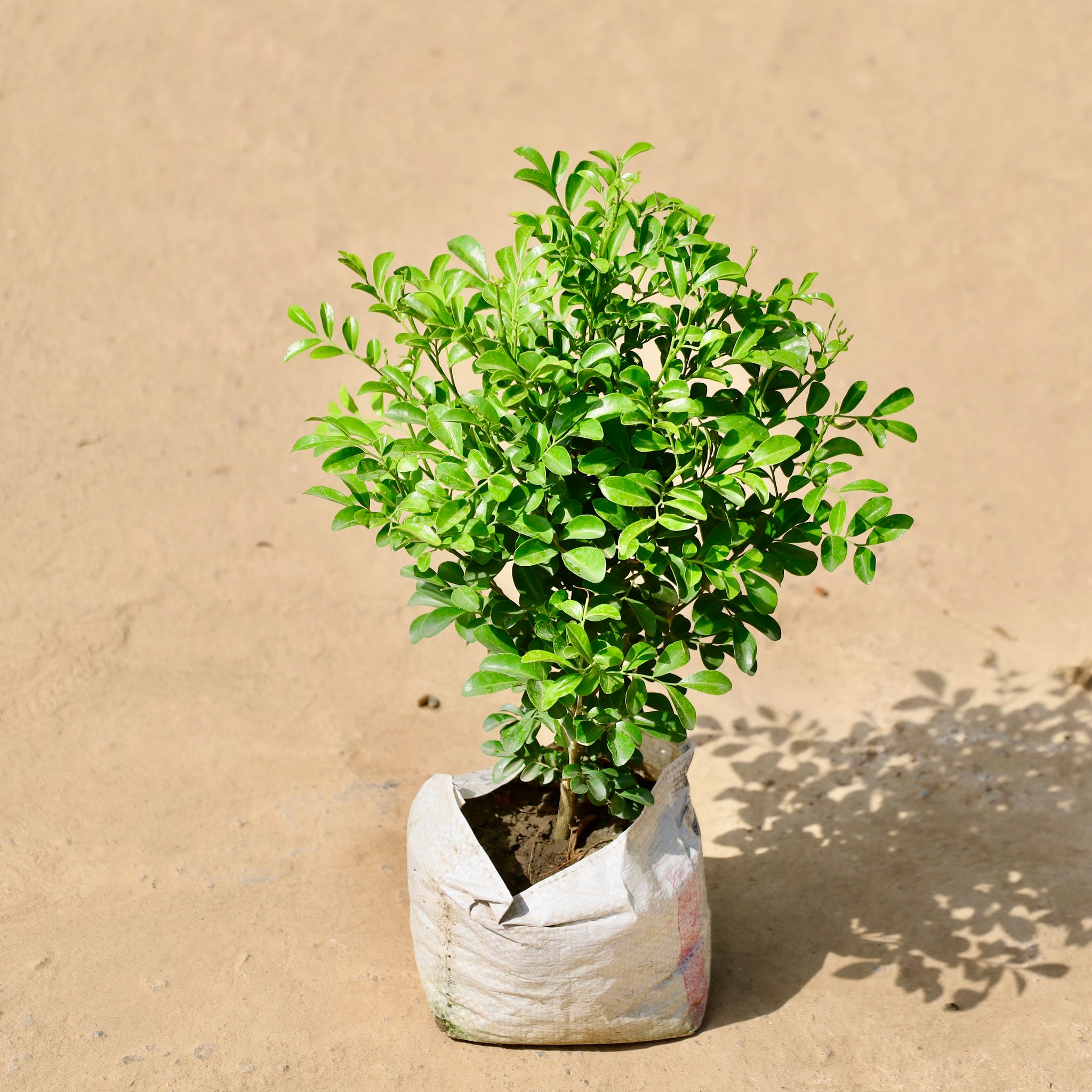 Madhu Kamini in 8 inch Nursery Bag