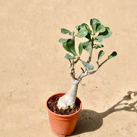 Adenium Bonsai in 6 inch Nursery pot