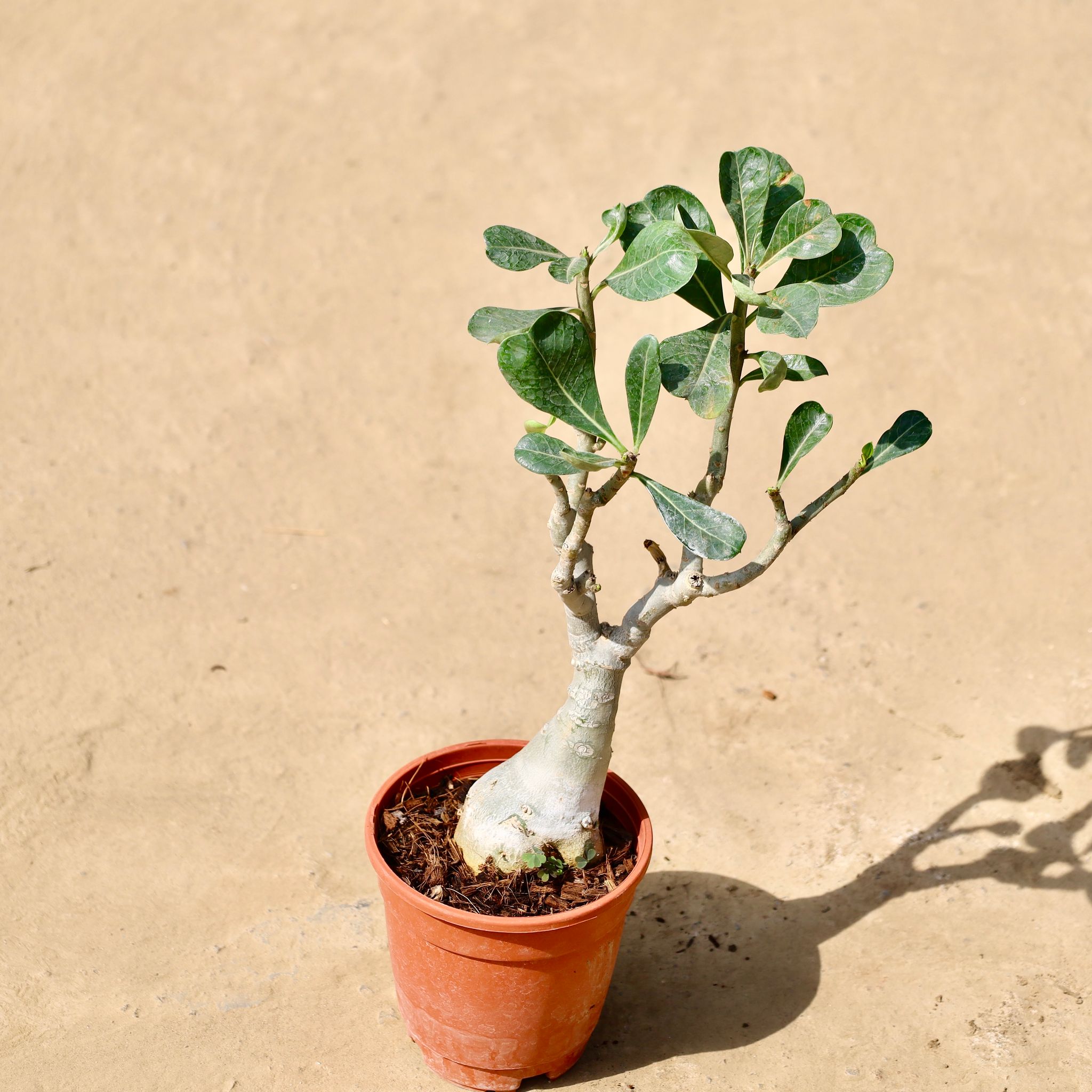 Adenium Bonsai in 6 inch Nursery pot