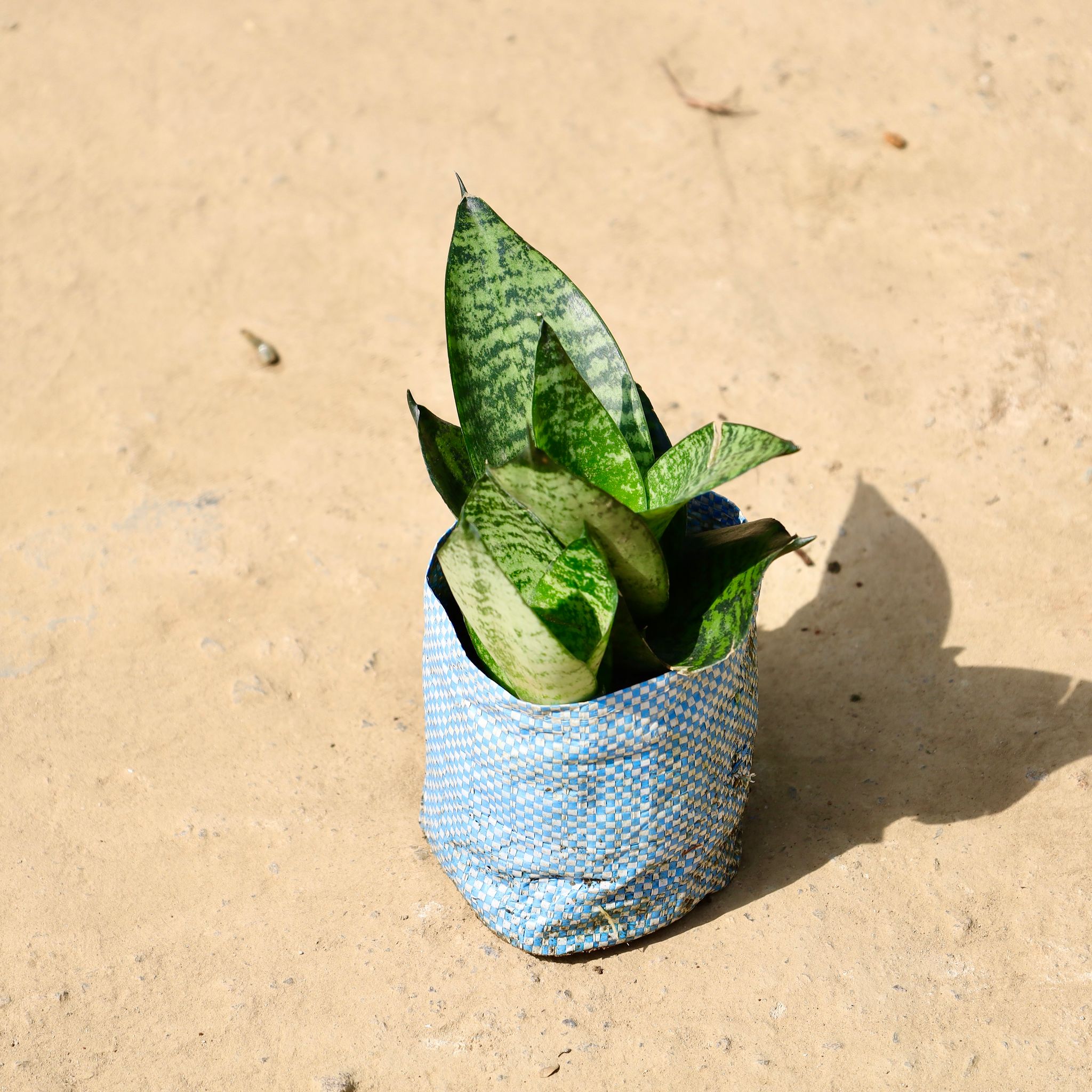 Snake Green Dwarf in 4 inch Nursery Bag