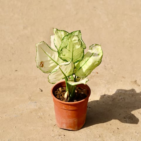 Aglonema Super White in 4 Inch Live Fresh Plant Nursery Pot- Red in Tilak Nagar