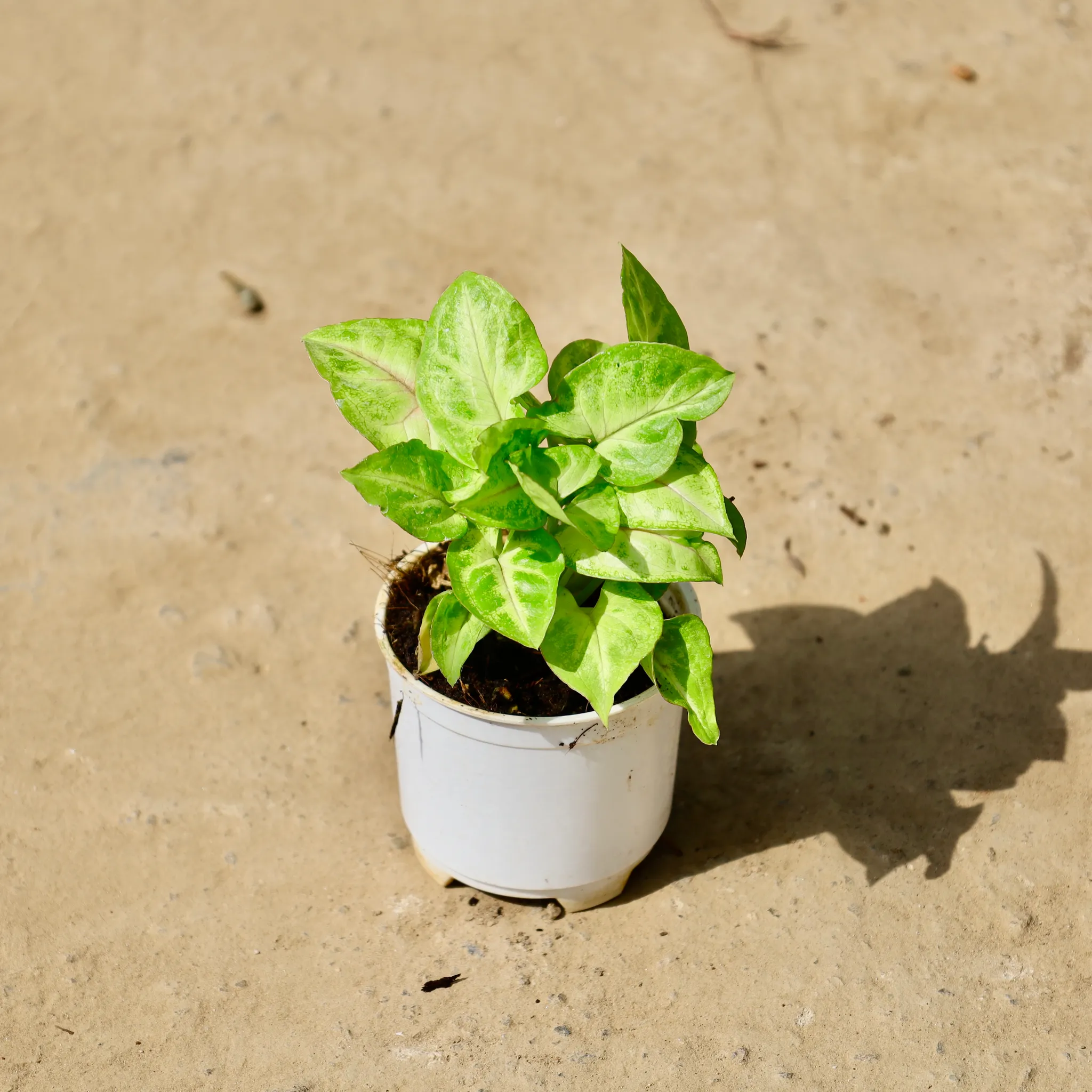 Syngonium Yammi in 4 inch White Nursery Pot