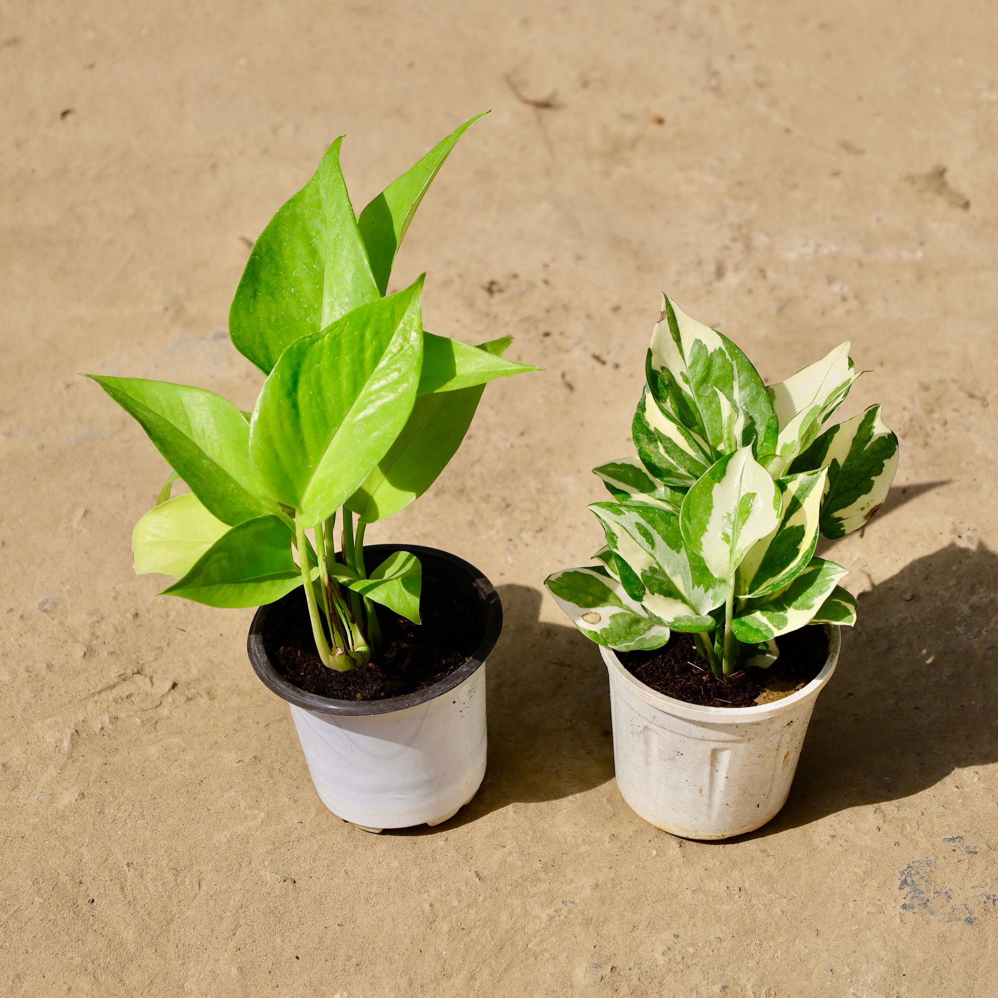Set of 2 - Money Plant Golden & Money Plant N'joy in 4 inch White Nursery Pot