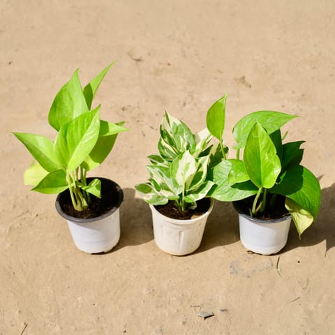 Set of 3 - Money Plant Golden, Money Plant N'joy & Money Plant Green in 4 inch White Nursery Pot