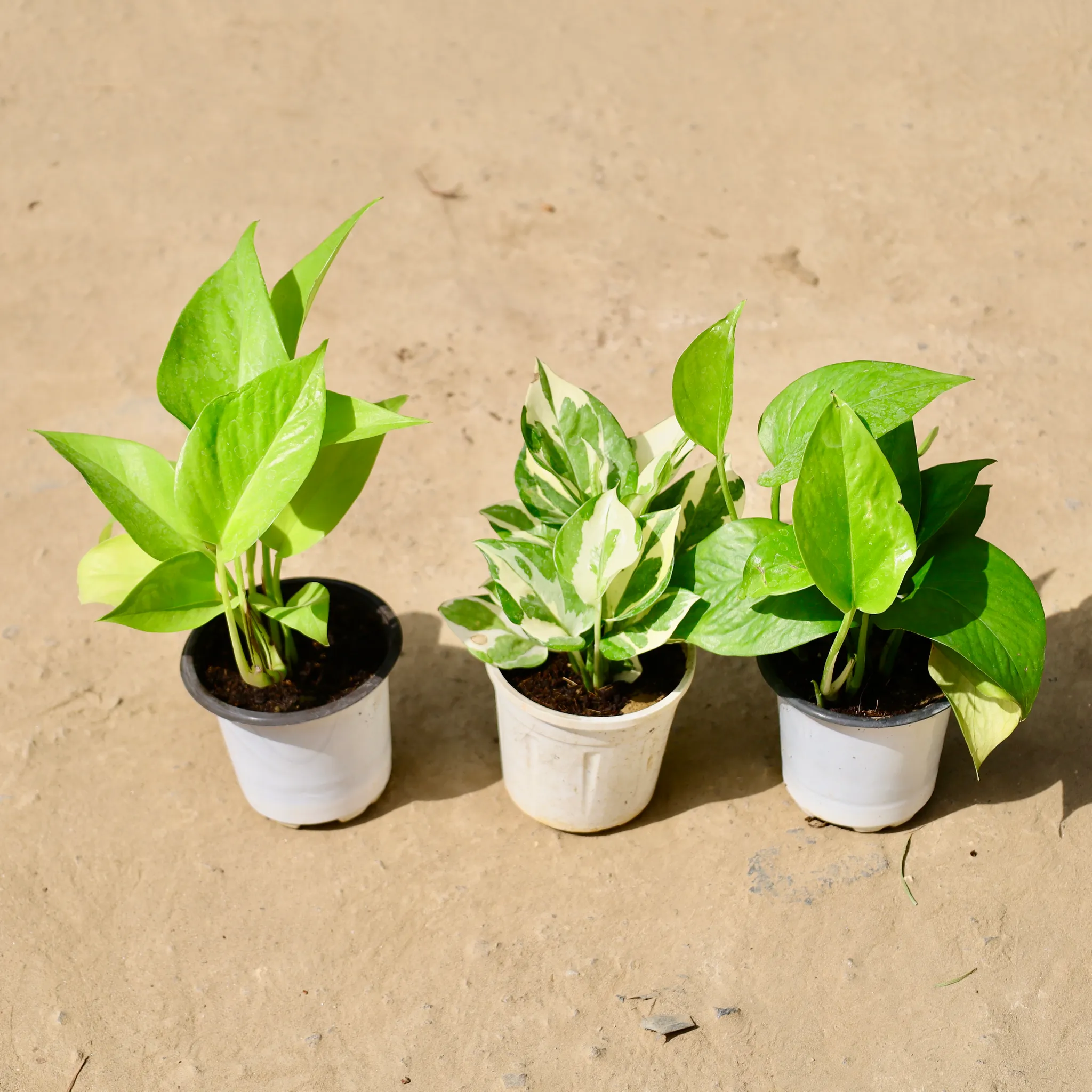 Set of 3 - Money Plant Golden, Money Plant N'joy & Money Plant Green in 4 inch White Nursery Pot