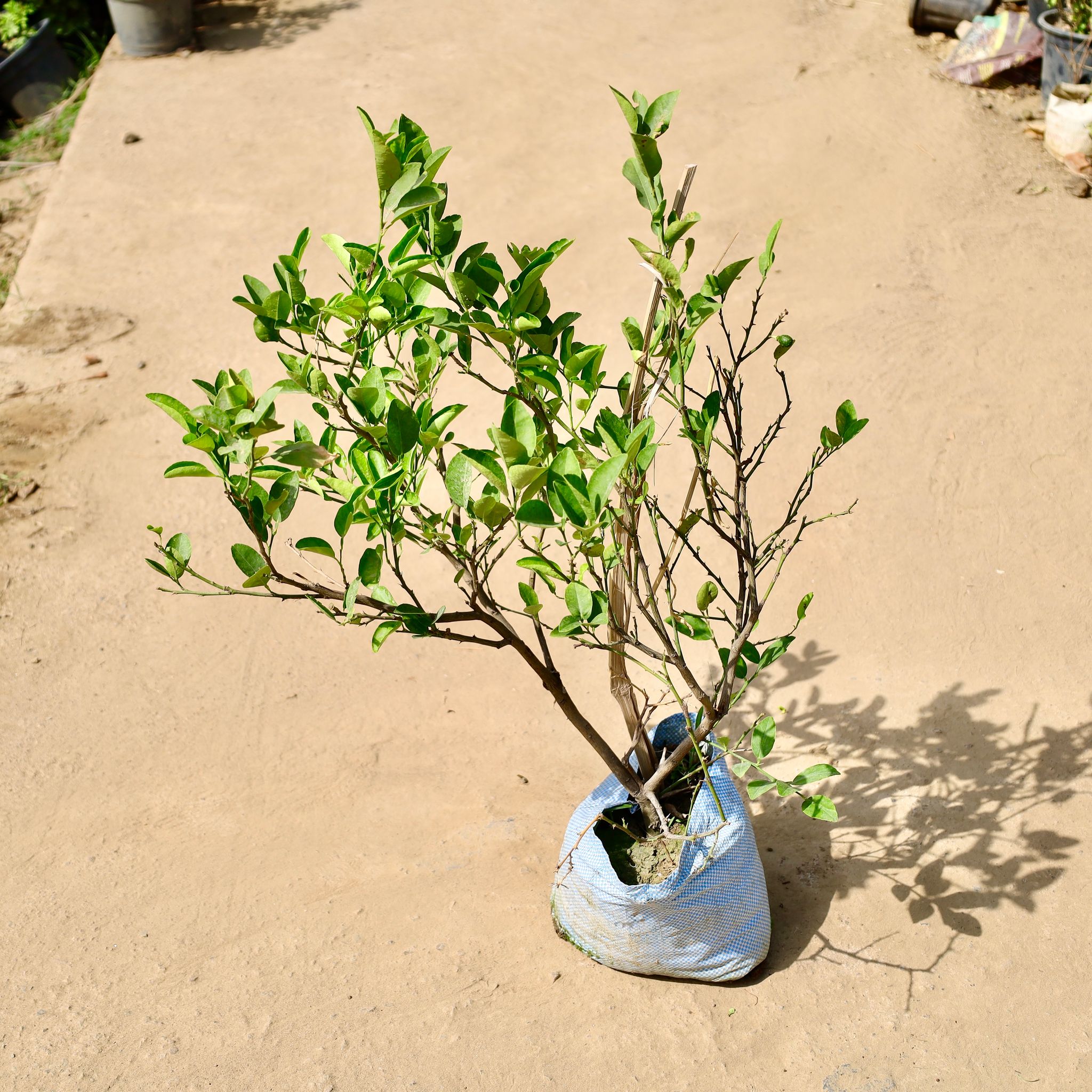 Kagzi Lemon in 10 inch Nursery Bag
