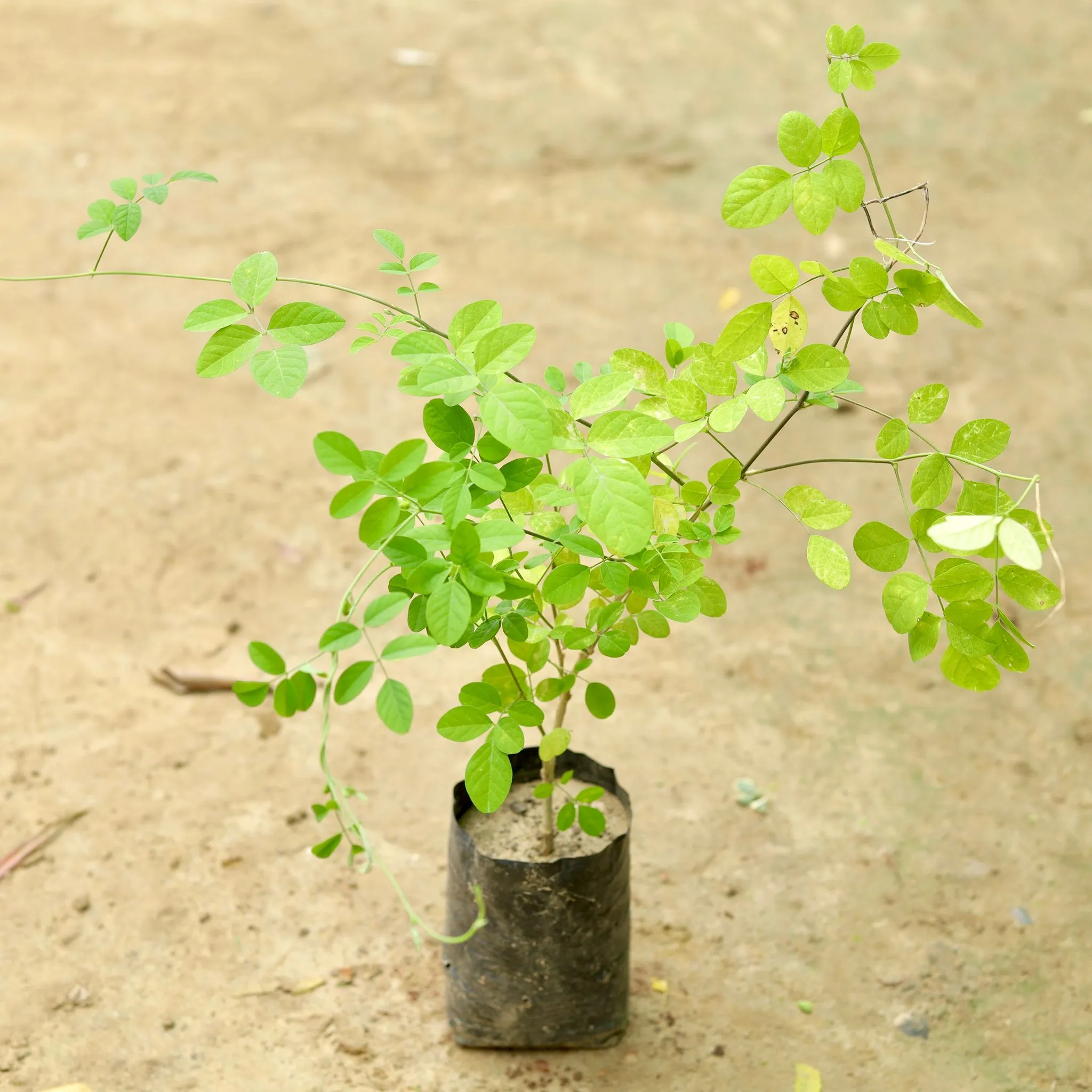 Aparajita Blue / Asian Pigeonwings (any colour) in 5 Inch Nursery Bag