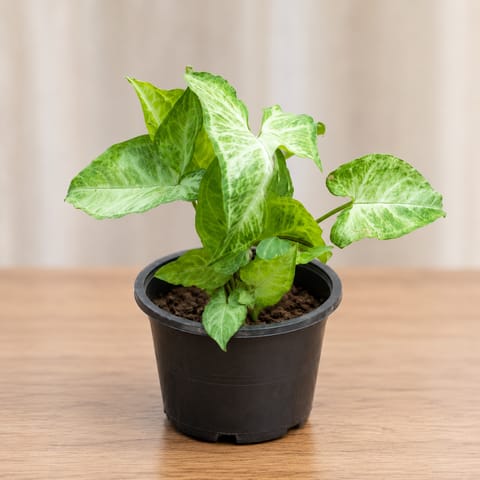Syngonium Desi Green in 4 Inch Nursery Pot