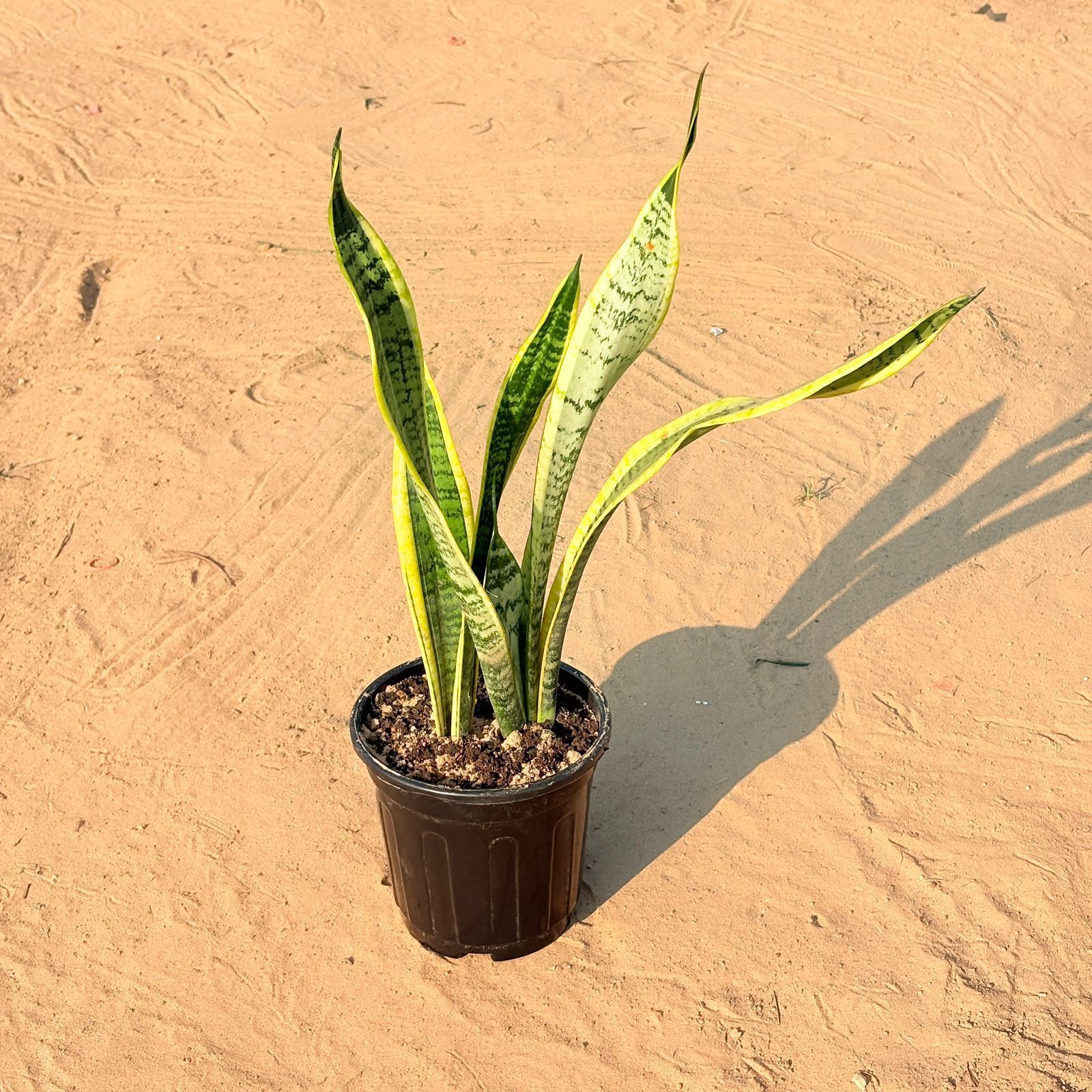 Snake Plant Yellow in 6 Inch Black Super Nursery Pot