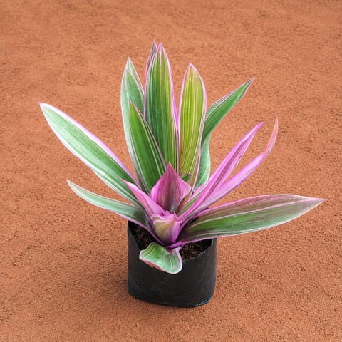 Rhoeo / Durangi in 4 Inch Nursery Bag