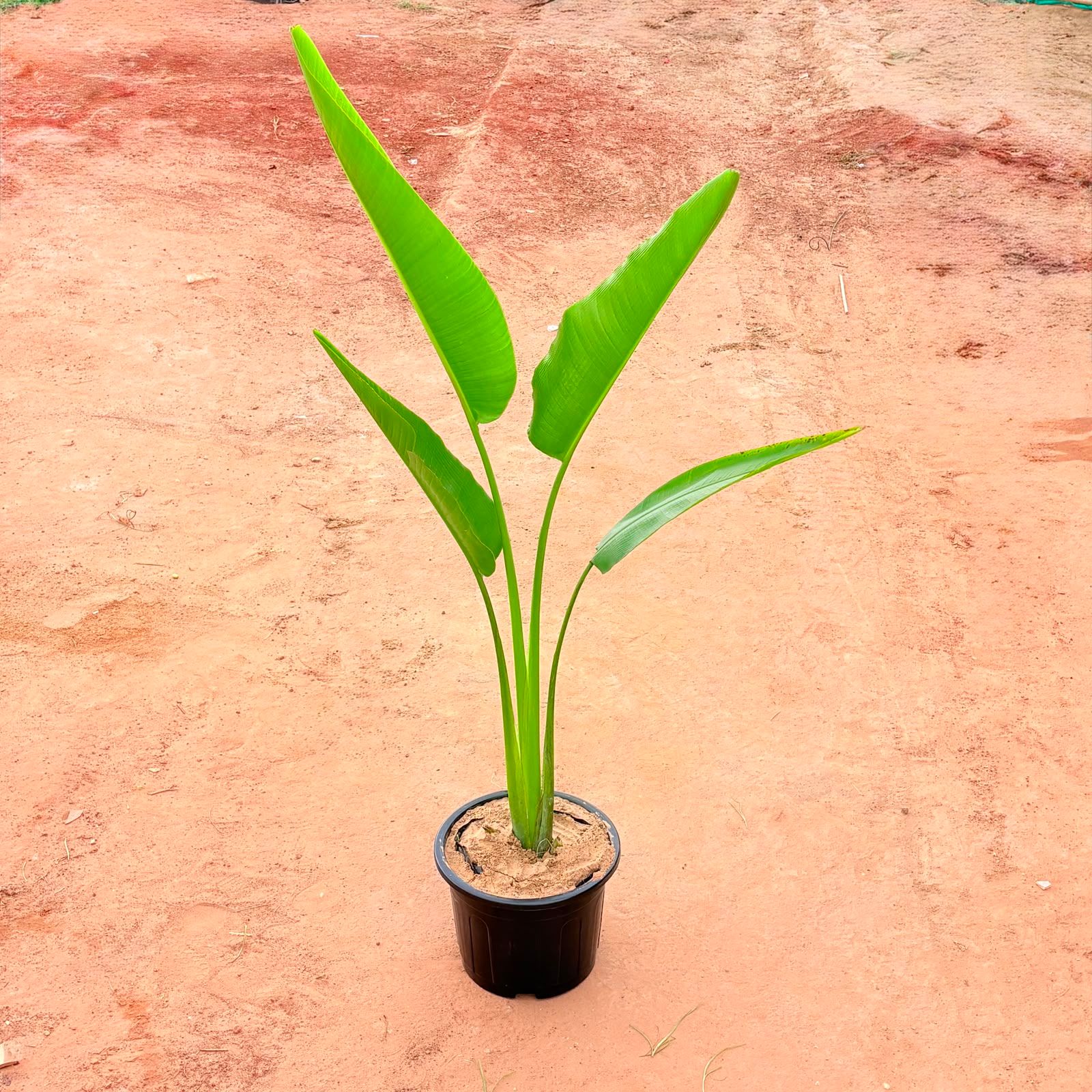 Traveller Palm (~ 5 Ft) in 14 Inch Nursery Pot