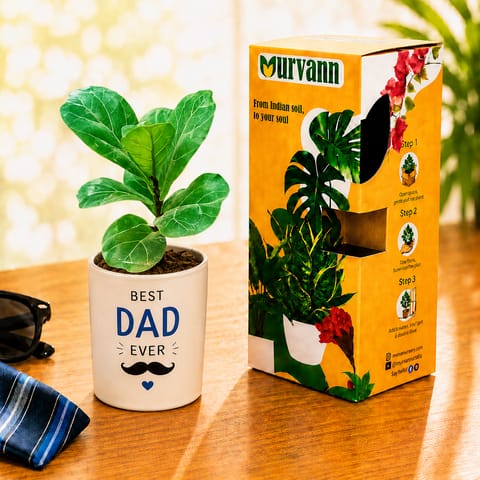 Fiddle Leaf in 4 Inch White Glossy Stem Pipe Ceramic Planter - in Premium Gifting Box