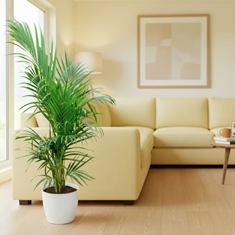 Areca L (2-3 Ft) in 6 Inch Live Fresh Plant Classy White Cup Ceramic Pot in Ghatkopar Mumbai