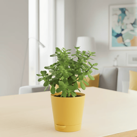 Jade in 4 Inch Yellow Florence Self Watering Pot