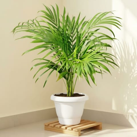 Areca Palm (~1 Ft) in 7 Inch  White Classy Plastic Pot